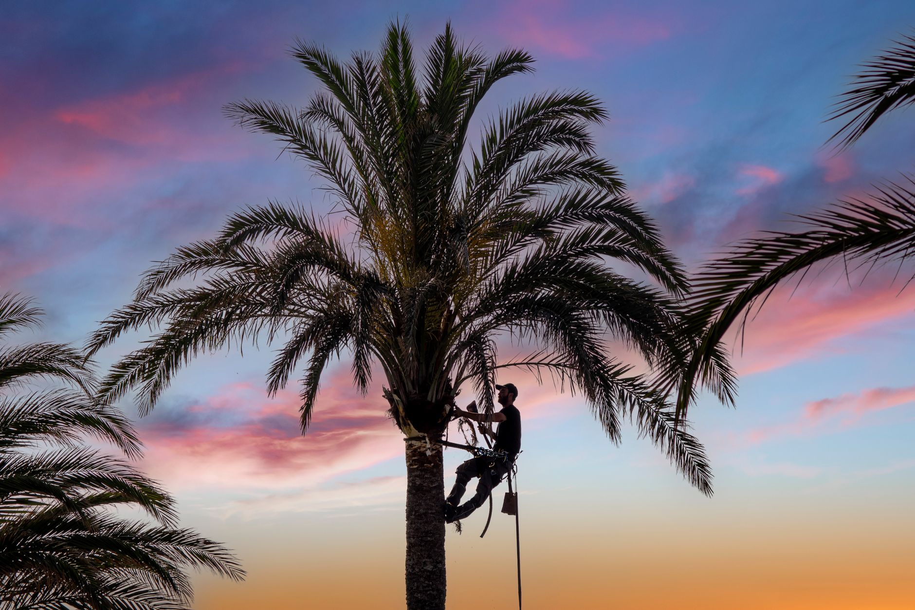 Americas Top Notch trimming a tree